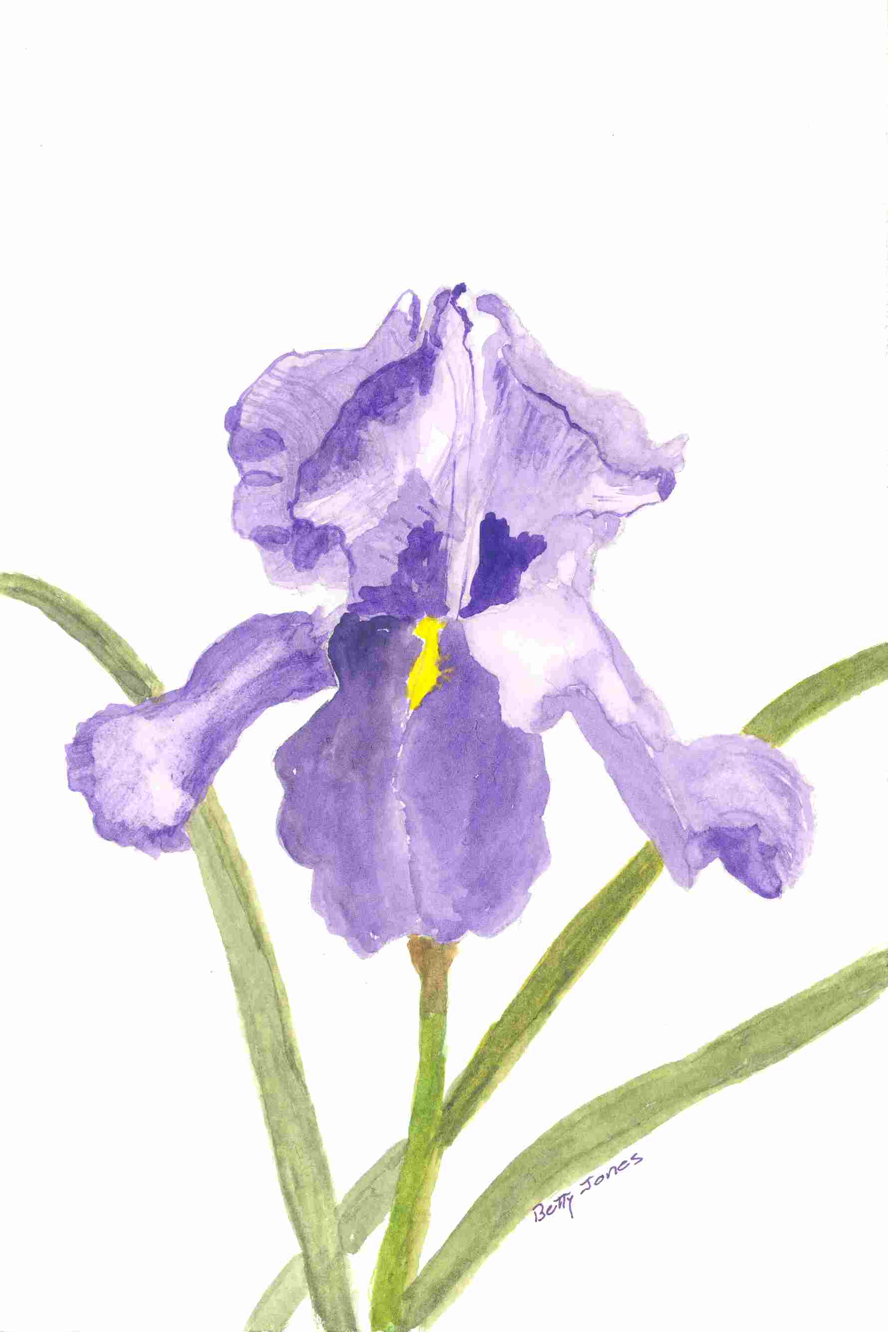 free iris flower clipart - photo #39